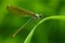 Summer dragonfly Banded Demoiselle, Calopteryx splendens. Macro picture of dragonfly on the leave. Dragonfly in the nature. Dragon