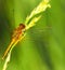 Summer dragonfly on green grass