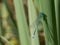 Summer dragonfly. Macro shot of dragonfly on the green leaf in t