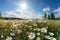 Summer Dreams: A Serene Landscape of a Blossoming Meadow, AI Generated