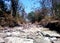 Summer dried river in tropical Indian forest