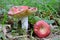 Summer edible Russula aurora or Dawn Brittlegill mushroom