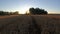 Summer end sunrise and ripe wheat field, time lapse