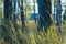 Summer evening in a birch grove.