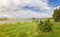 Summer evening landscape on the Ural river with young pines on the shore, Russia, June