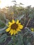 Summer evening.Little sunflowers in bloom