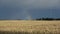 Summer evening rainbow over ripe wheat field