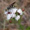 Summer Farewell (D. pinnata) cicada killer wasp