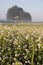 Summer farmland landscape with buckwheat blossoms and fog