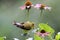 Summer Female Goldfinch Perching