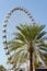 Summer ferris wheel and a palm tree, Dubai