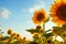 Summer field of blooming sunflowers at sunset with blue sky above. Natural background. Agriculture