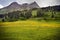 Summer field covered with beautiful yellow wildflowers with a view of forested mountains