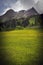 Summer field covered with beautiful yellow wildflowers with a view of forested mountains