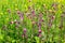 Summer Field flowers, buttercups, forget-me-nots, thorns, high juicy grass