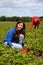 Summer field girl working picking strawberries