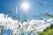 Summer field grass with a strong blurred background