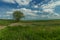 Summer field landscape nature scenic view with lonely tree in clear weather day time wilderness country side environment