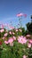 Summer field with pink daisies growing in flower meadow