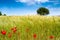 Summer field with poppies