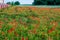 Summer field of poppies near the forest