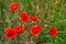 Summer field of poppies. Wild red flowers