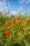 Summer field of poppies. Wild red flowers and blue sky