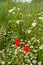 Summer field of poppies. Wild red and white and blue flowers