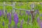 A summer field of purple lupines with a rickety wooden fence