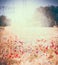 Summer field of red poppies. Floral landscape