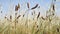 Summer field with ribwort plantain