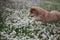 Summer field shiba inu puppy jumping in flowers