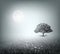 Summer, Field, Sky, Tree, Grass, Moon, Evening