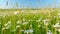 Summer field of white daisies landscape seasonal flowers. Big chamomile meadow and blue sky in summer day. Wide shot.
