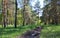 Summer fire ditch in forest among grass