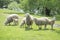 In summer  a flock of sheep grazes in nature. Some have their legs tied with a rope