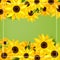 Summer floral background of beautiful sunflowers with leaves and white frame on green background