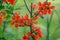 Summer floral background. Flower for postcard, greeting card. Beautiful red flowers quince, queen-apple, applequince on green