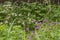 Summer floral landscape, dense thickets of wild herbs and flowers