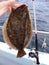 Summer Flounder Catch