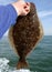 Summer Flounder in Hand