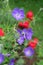 Summer flower garden with hardy geranium and red rose