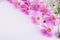 Summer flower pattern. Delicate cosmos pink flowers on white