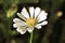 Summer flower with yellow stamen and white petals. Gerbera macro photo