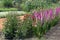 Summer flowerbed with gladioli, zinnia and dahlia bulbs