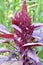 Summer flowering amaranth