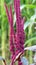 Summer flowering amaranth