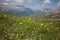 Summer flowering of common buttercups on alpine meadow