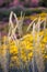 Summer flowering field