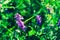 Summer flowering Vicia villosa. Field wild flower fodder vetch close-up on a bokeh backdrop.